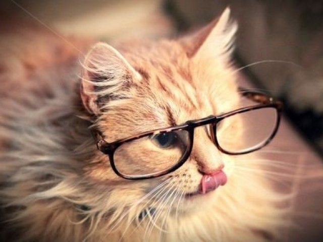 Especialista em gatos!