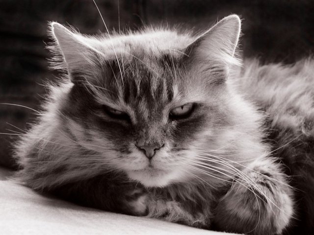 Muito bom! Você, com certeza, adora gatos!