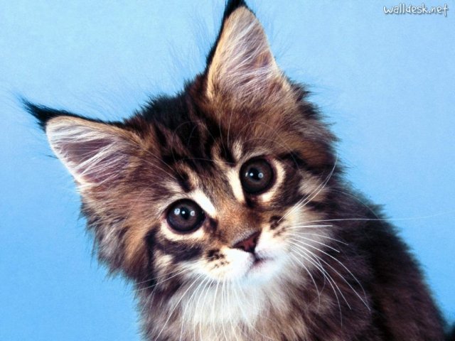 Você conhece algumas raças de gato, mas ainda pode melhorar.