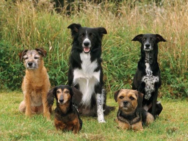 Você sabe tudo sobre as raças de cachorro?