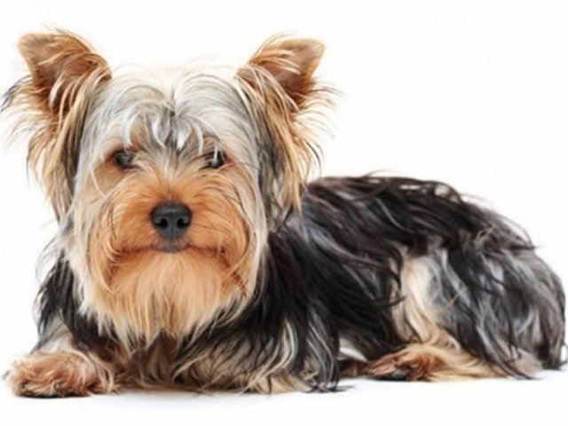 Você conhece algumas raças de cachorro, mas ainda pode melhorar