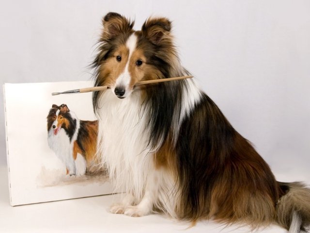 Muito Bom! Você conhece bem as raças caninas, mas ainda pode melhorar