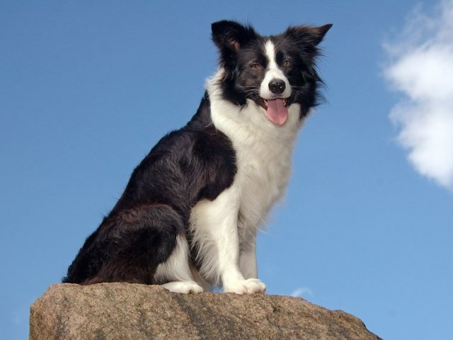Parabéns! Você é especialista em raças caninas!