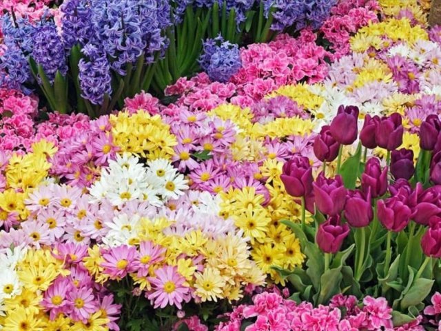 Floral