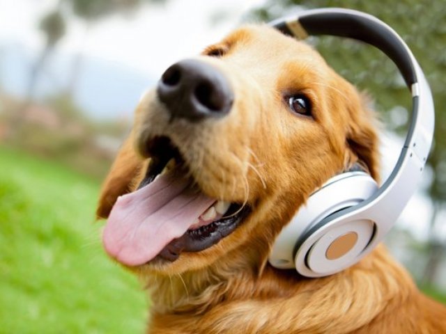 Parabéns! Você é especialista em raças caninas!