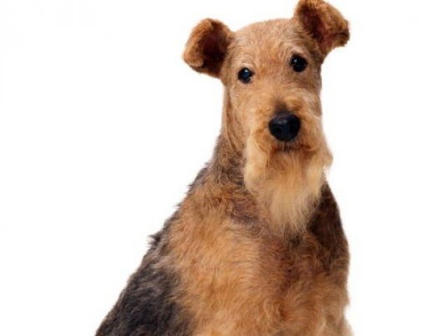 Você conhece algumas raças de cachorro, mas ainda pode melhorar
