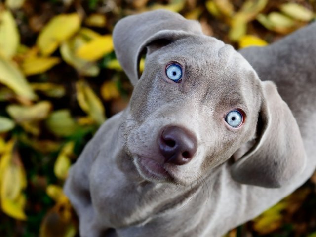 Parabéns! Você é especialista em raças caninas!