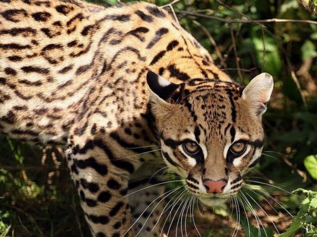Você conhece os animais mais famosos da fauna brasileira mas ainda tem muito o que descobrir no nosso país. A biodiversidade do Brasil é uma das maiores do mundo e existem muitos animais incríveis que valem a pena conhecer.