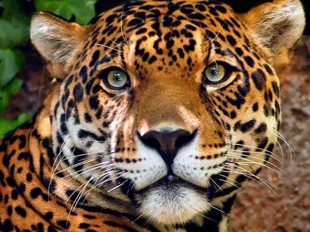 Parabéns! O Brasil é campeão de biodiversidade e você é um campeão nesse quiz e um grande conhecedor da fauna do seu país!