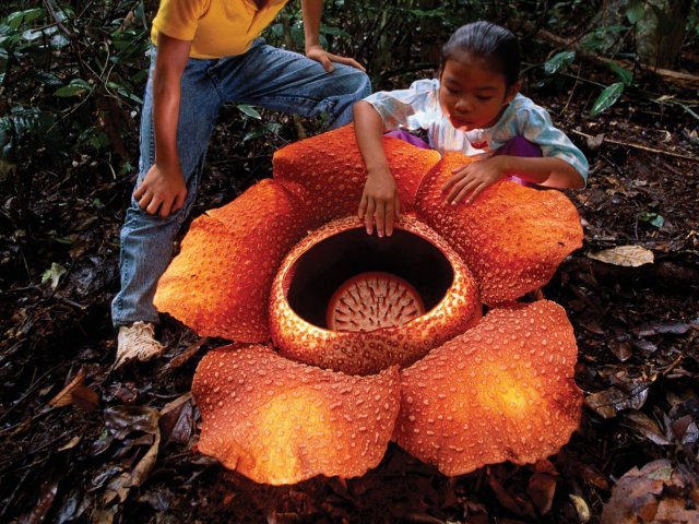 2. Rafflesia