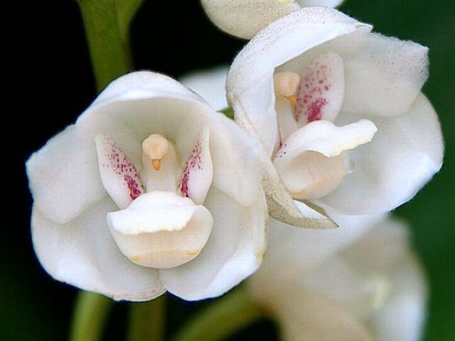 Flor espírito santo