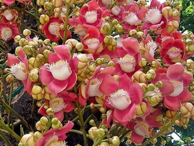 Flor da sapucaia
