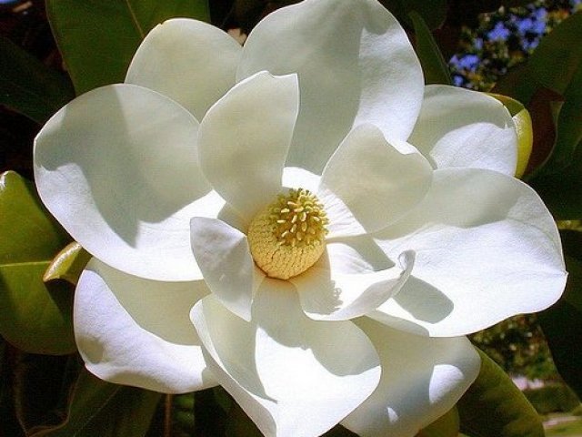 Magnólia