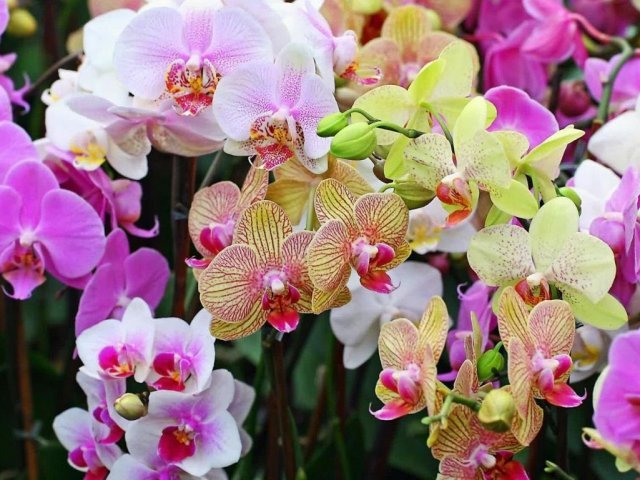 10 Flores que você nunca viu!