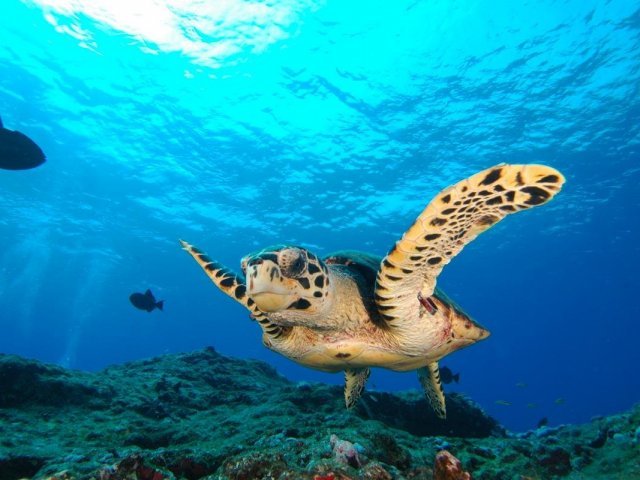 Muito bem! Você sabe muito sobre o mais famoso Arquipélago do Brasil mas ainda pode aprender mais. Quem sabe mergulhar de cabeça na história e natureza desse lugar?