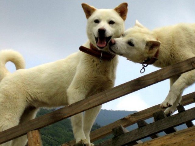 2. Jindo