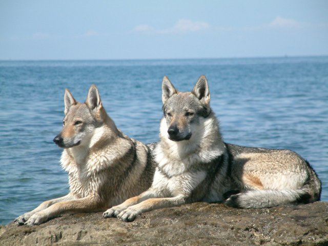 3. Cão-lobo da Checoslováquia