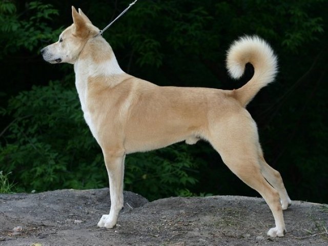 4. Cão de Canaã