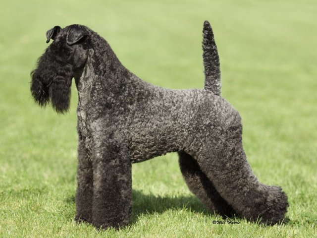 7. Kerry Blue terrier