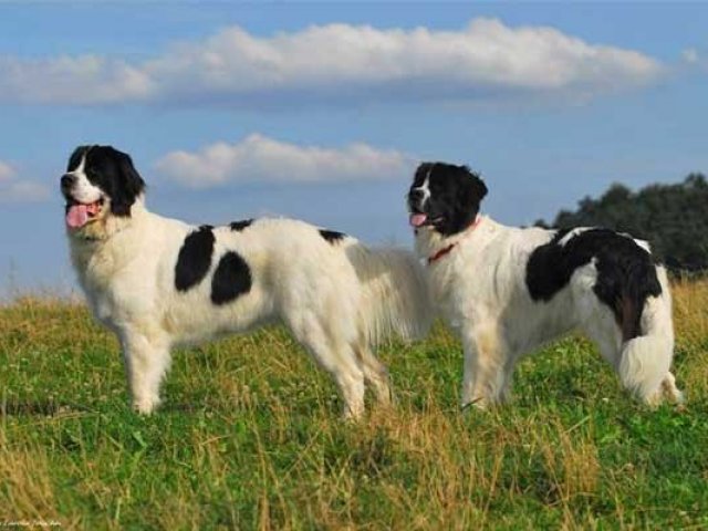 Landseer