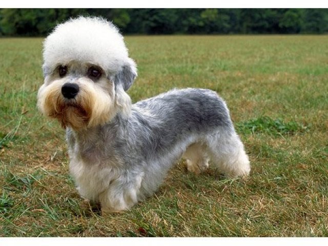 Top 10 raças raras de cães - Parte 2