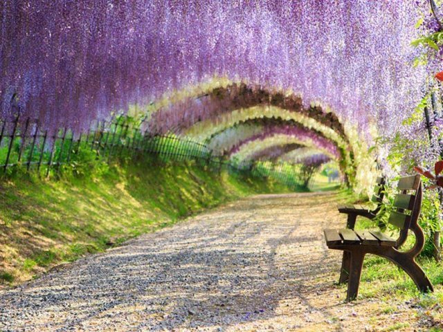 Jardins Kawachi Fuji - Japão