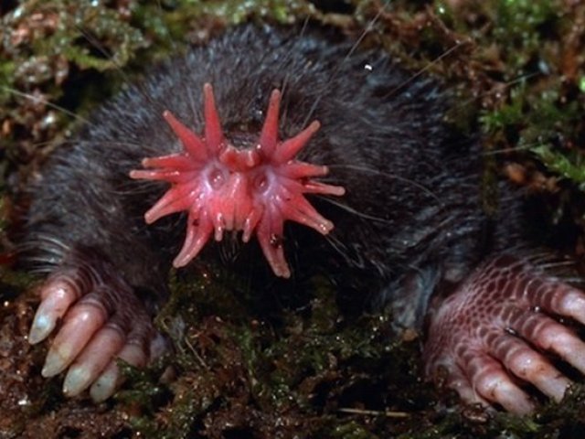 Toupeira nariz de estrela