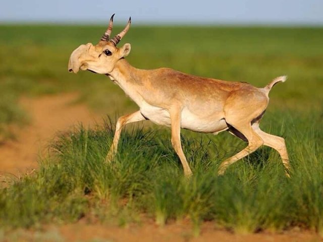 4. Saiga