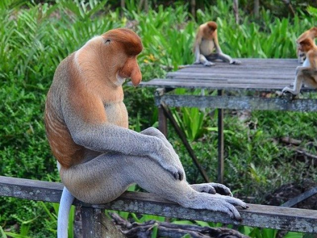 Macaco narigudo