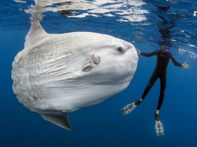 Peixe lua