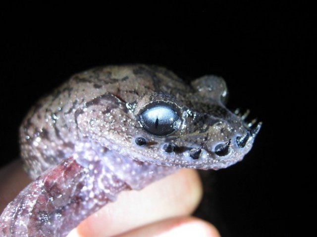 8. Sapo de bigode chinês