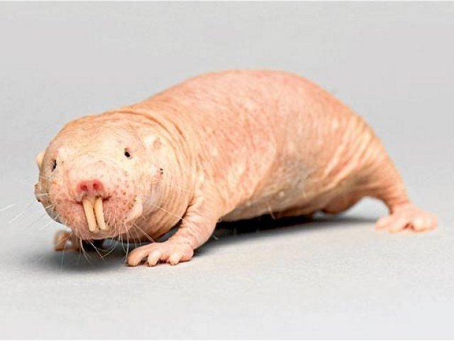 Rato toupeira pelado