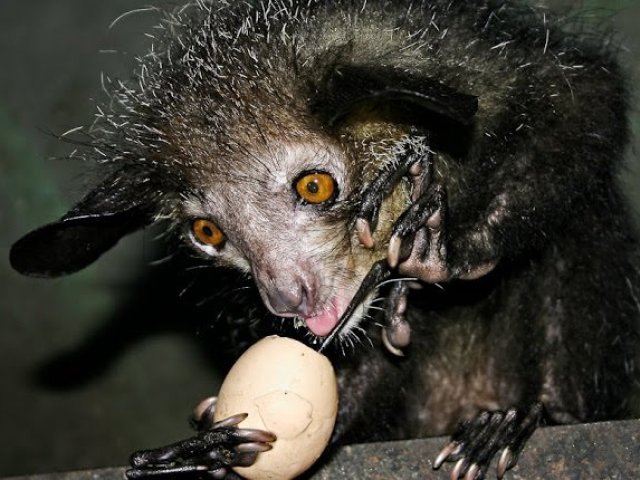 Aye Aye