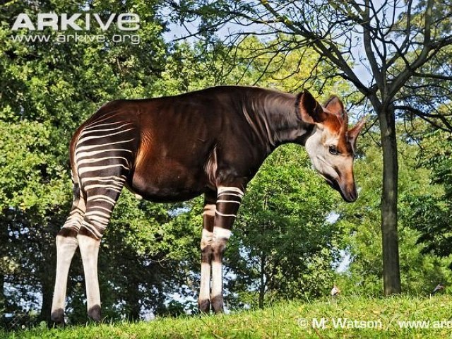 7. Okapi