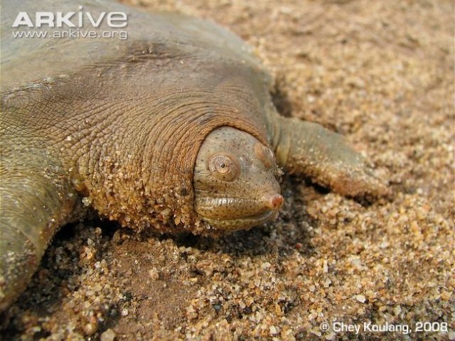 8. Tartaruga gigante de casco mole