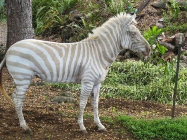 Zebra