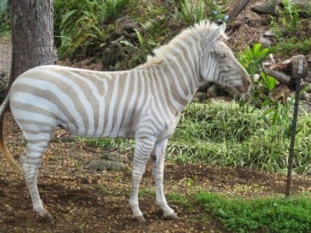 1. Zebra