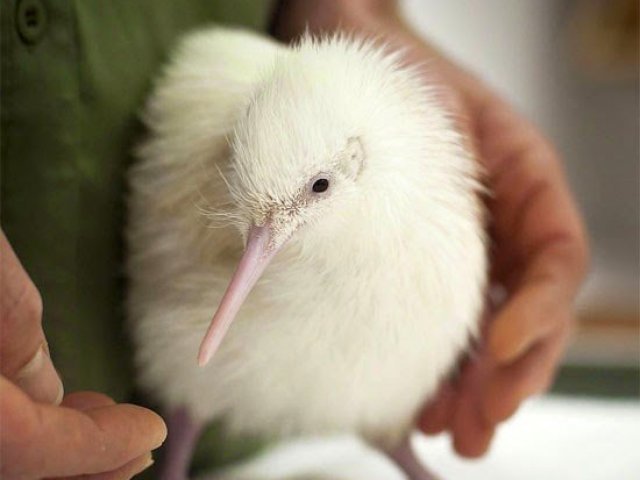 2. Kiwi