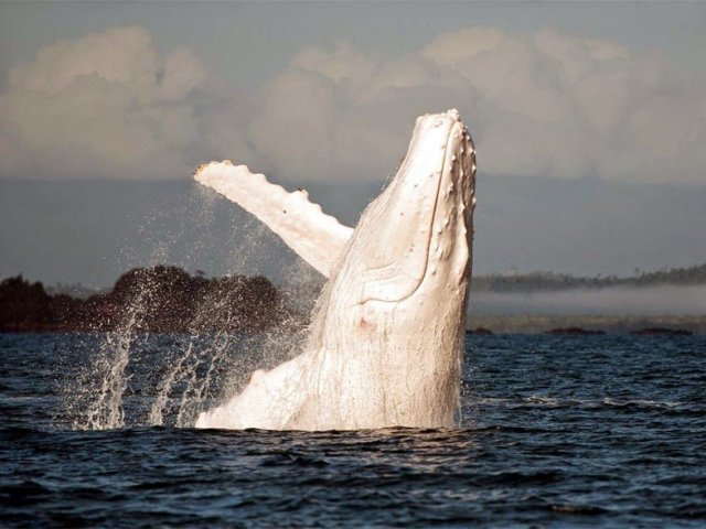 Baleia corcunda