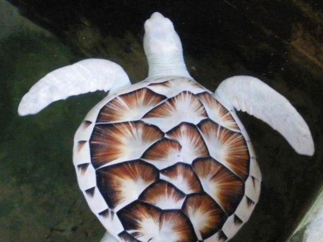 Tartaruga