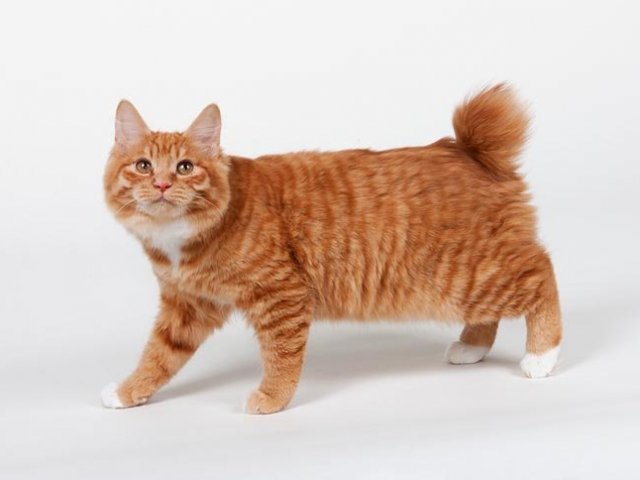 1. Kurilian bobtail