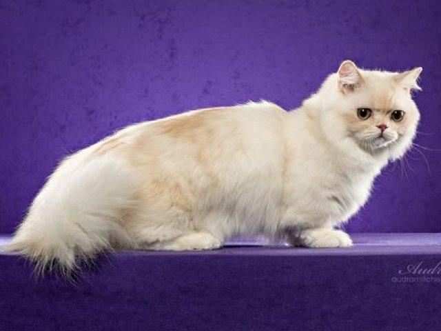 Gato Napoleão