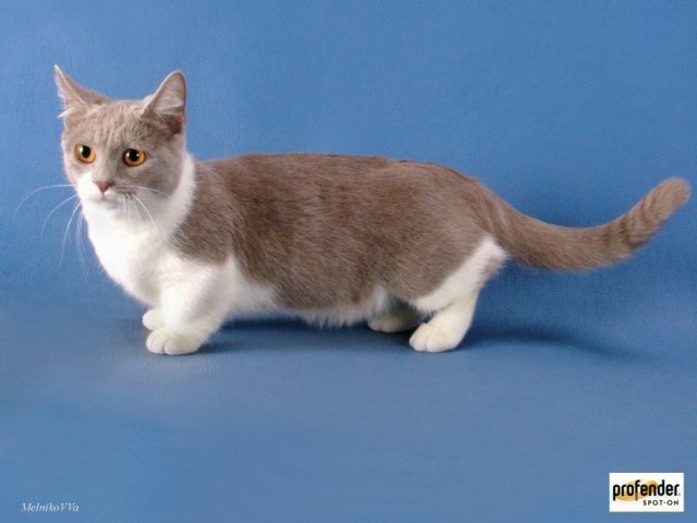 Munchkin