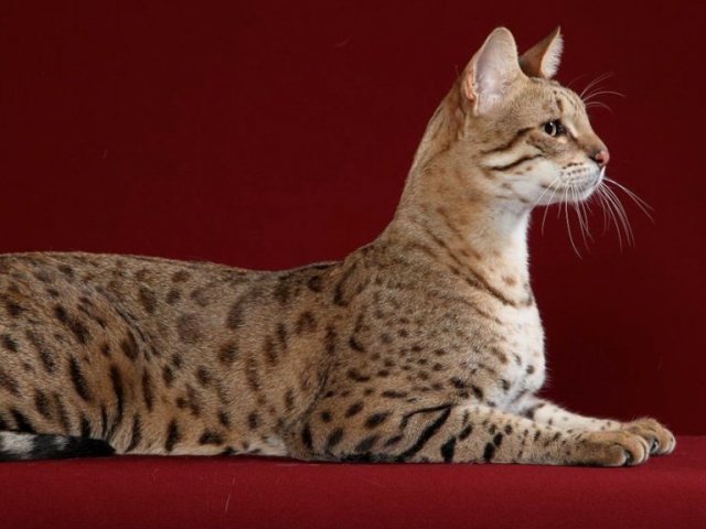 Savannah