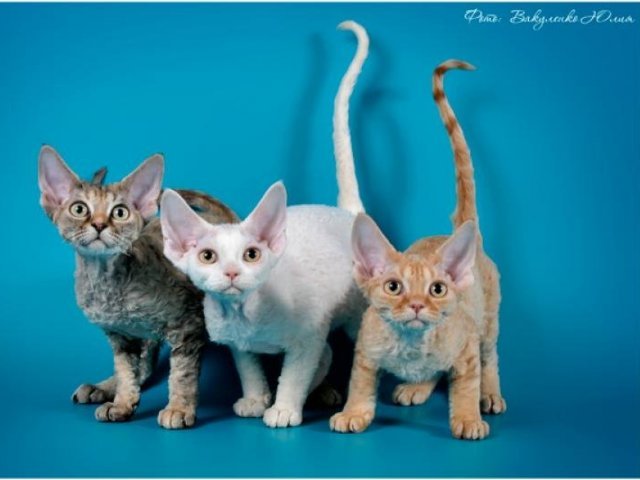 5. Devon Rex