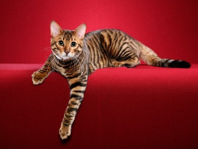 7. Toyger