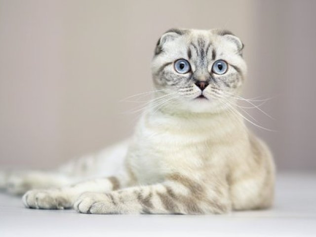 Scottish fold