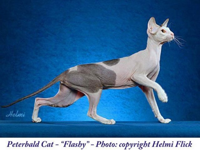 10. Peterbald