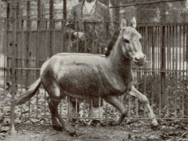 Asno selvagem da Síria