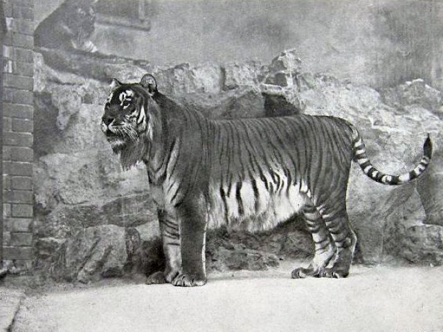 Tigre Cáspio